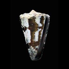 fuscatus 43,8mm