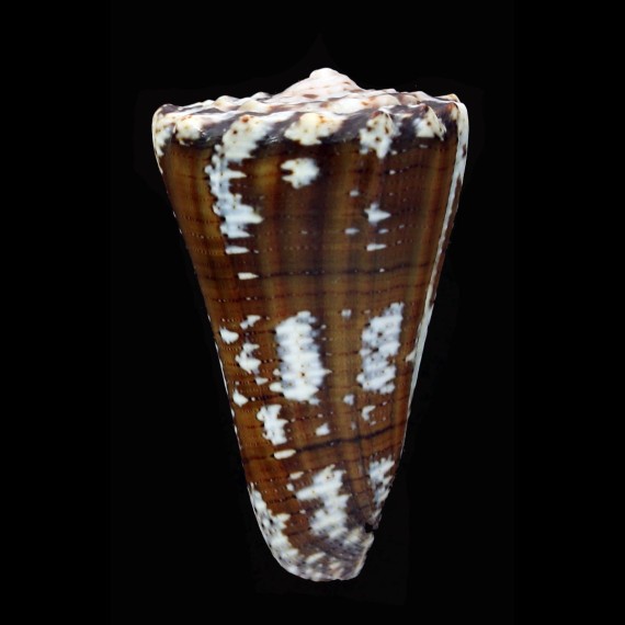 fuscatus 47,3mm
