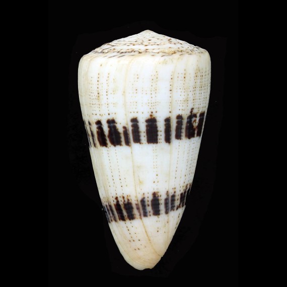 augur 68,0mm