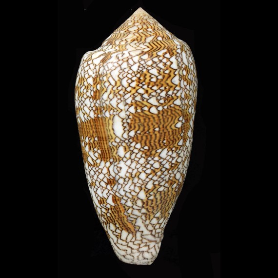textile 112,8mm AUSTRALIA