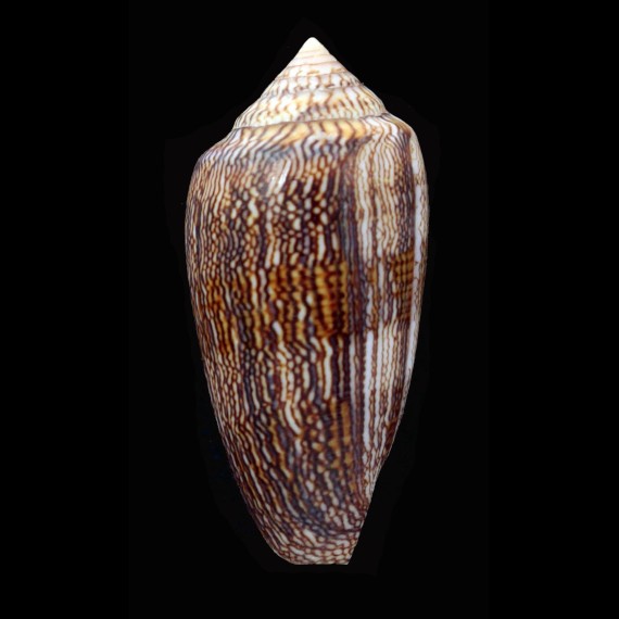 textile cholmondeleyi 61,1mm