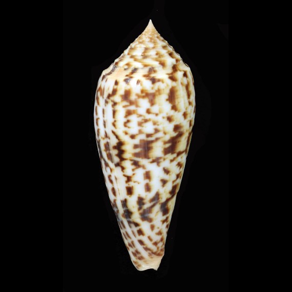 phuketensis 87,3mm SUPERB