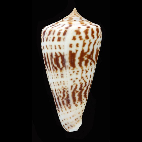 inscriptus 69,5mm