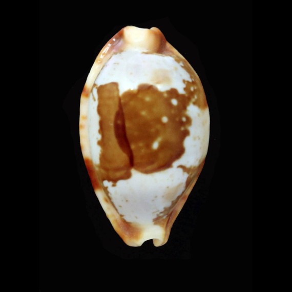 stolida crossei 31,6mm