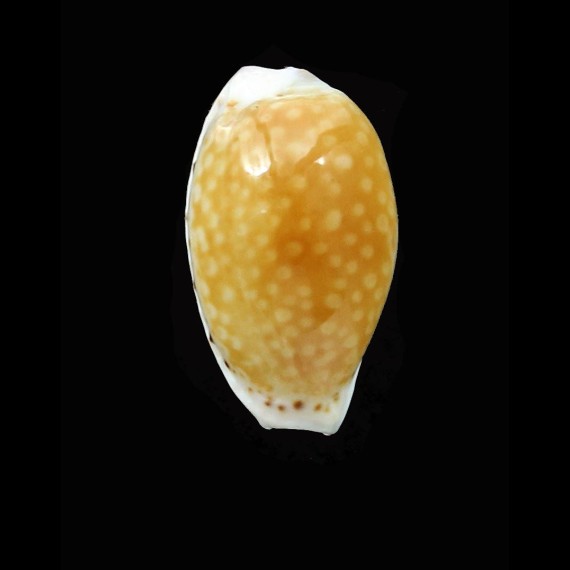 cernica 21,5mm