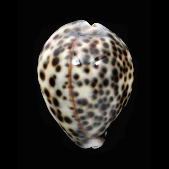 tigris 52,3mm DWARF