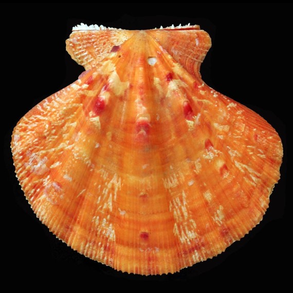 cranmerorum 80,3mm BIG