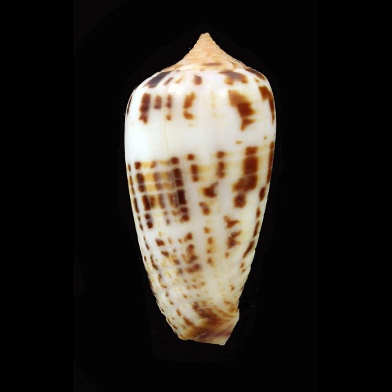 sertacinctus solomonensis 29,4mm