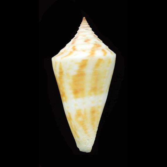 anabathrum 41,5mm