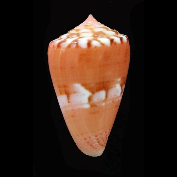 mauricoi 24,2mm