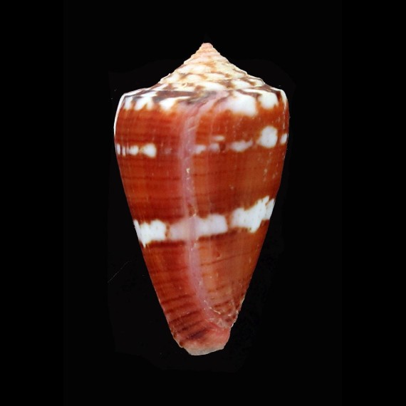 abrolhoensis 27,1mm SUPERB