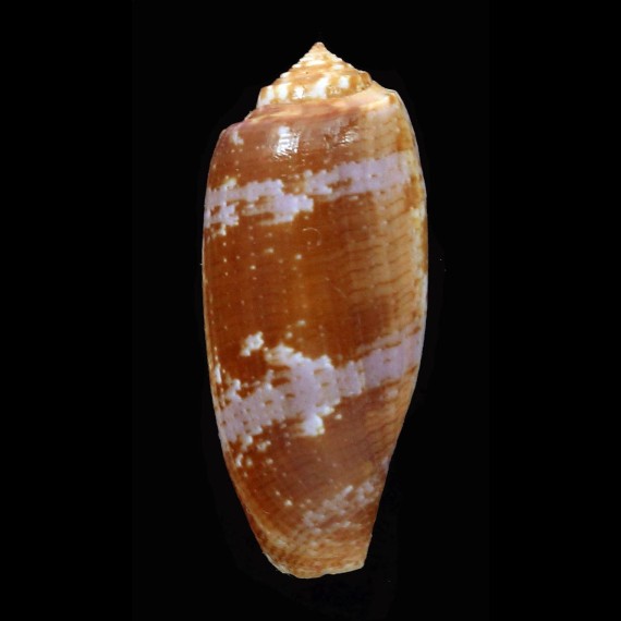 obscurum 39,7mm BIG