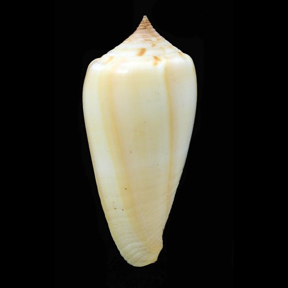 flavus 48,2mm RARE