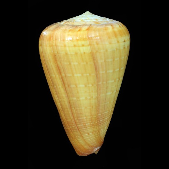 betulinus rufoluteus 89,2mm