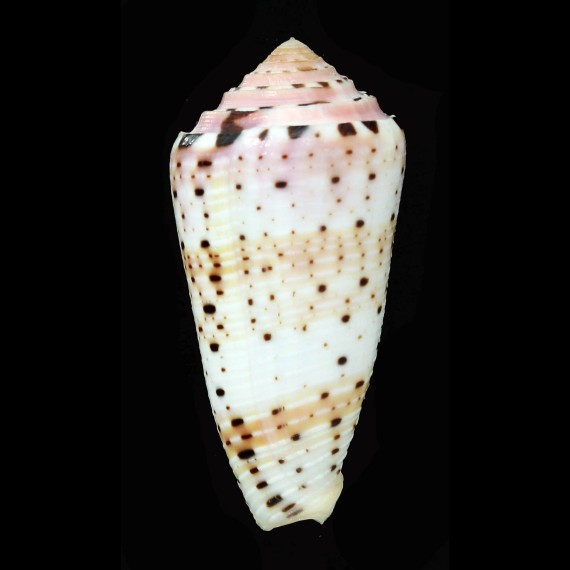 aurisiacus 65,1mm