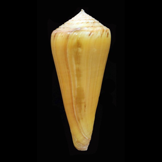 alconnelli 67,0mm SUPERB