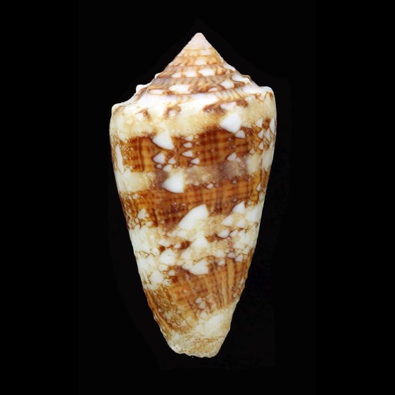 ammiralis pseudocedonulli 38,2mm