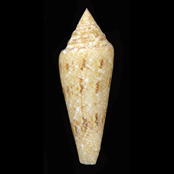 gloriamaris 87,8mm SOLOMON