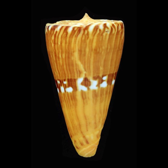 riosi 55,1mm