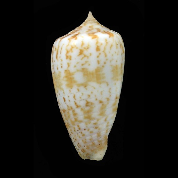 giorossii 31,0mm RARE
