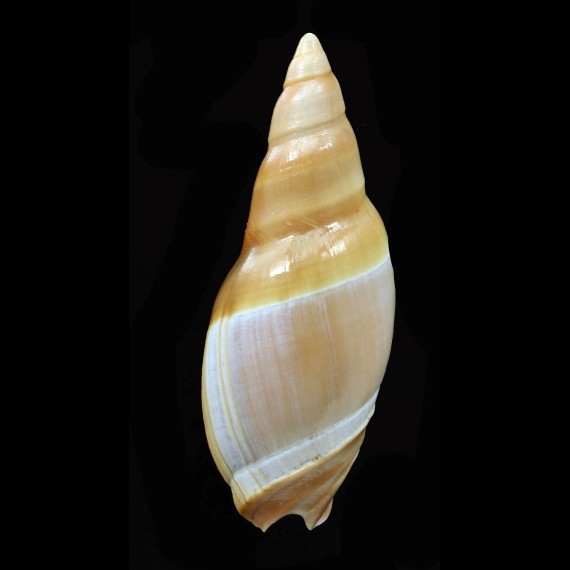 rubiginosa 62,5mm BIG