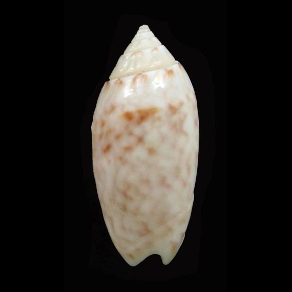 reticularis liliacea 29,2mm