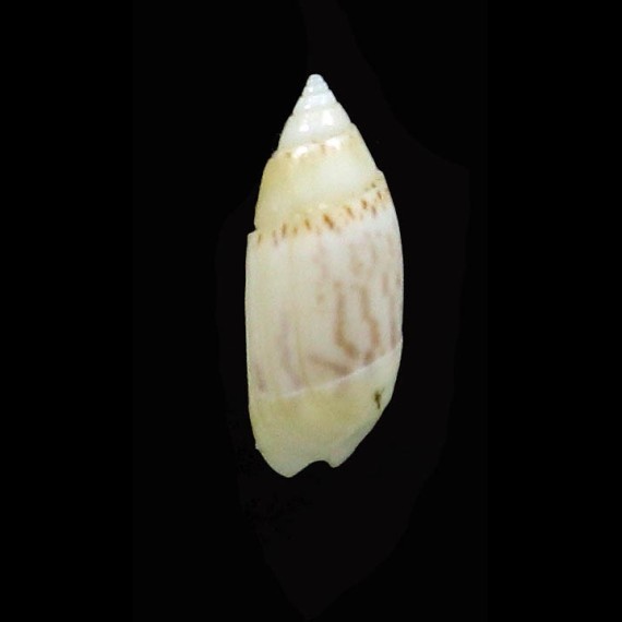 monilifera 12,3mm