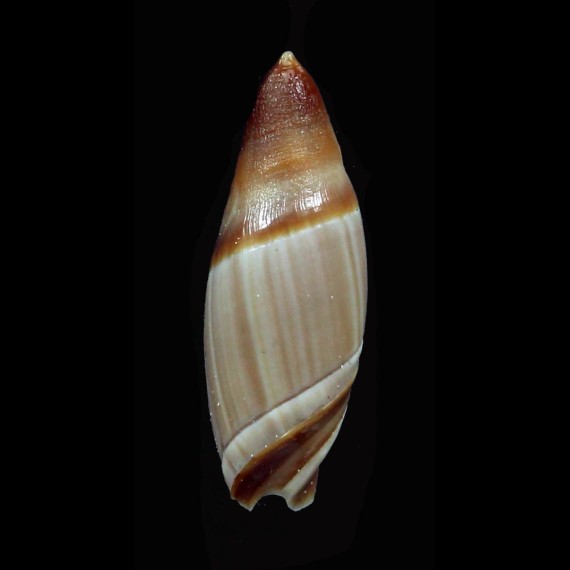 similis 25,8mm