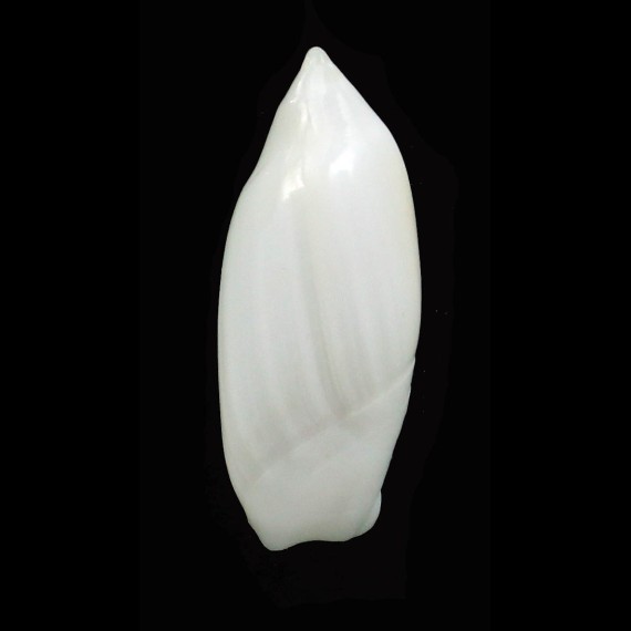 ampla 25,0mm