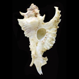 gambiensis 68,7mm BIG