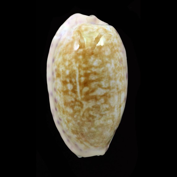 chinensis 43,3mm