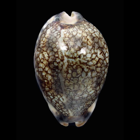 grayana 56,4mm