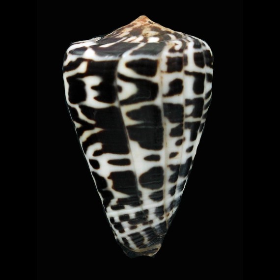 eburneus polyglotta 40,0mm
