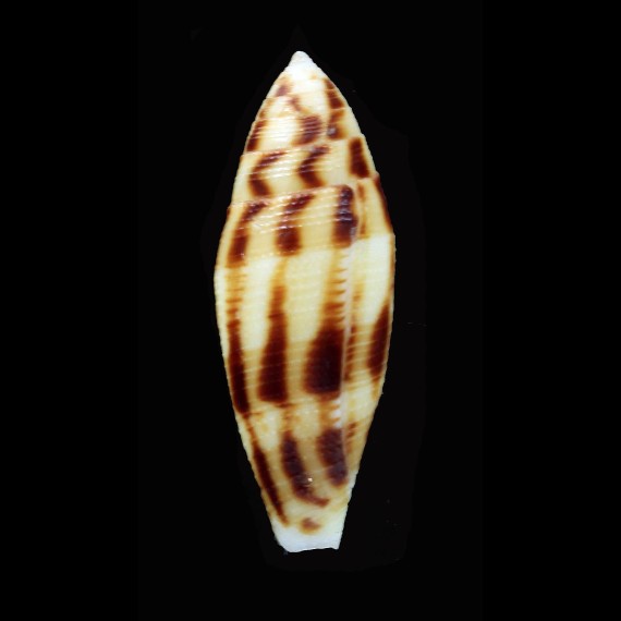 mitratus 41,0mm
