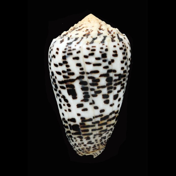 pulicarius fustigatus 66,0mm