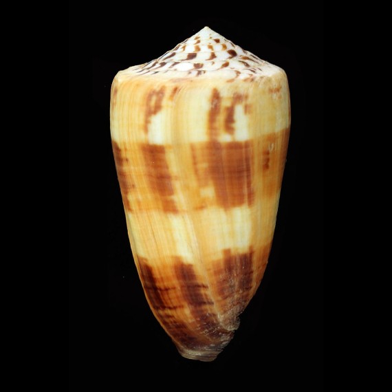 ferrugineus 83,3mm BIG