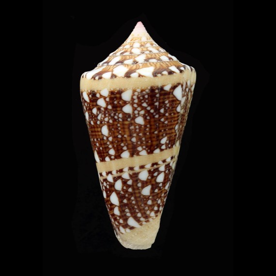 ammiralis 52,4mm