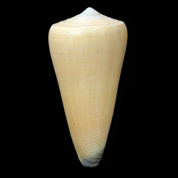 virgo 112,3mm SUPERB