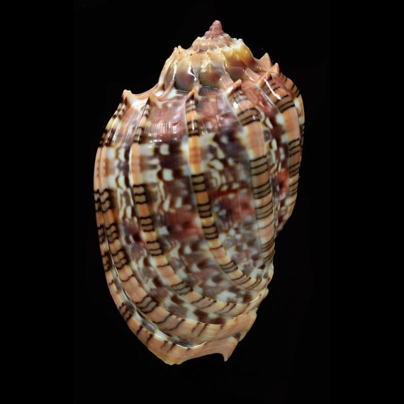 harpa kajiyamai 59,3mm SUPERB