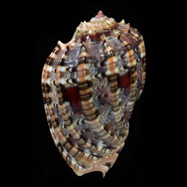 harpa 60,5mm SUPERB