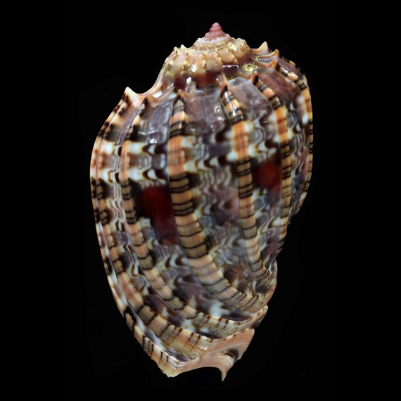 harpa 60,5mm SUPERB