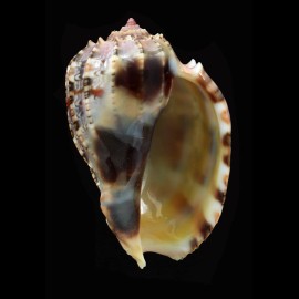 harpa 60,5mm SUPERB