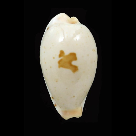 saulae  26,4mm