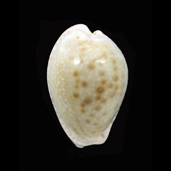 marginalis melocellata 29,2mm