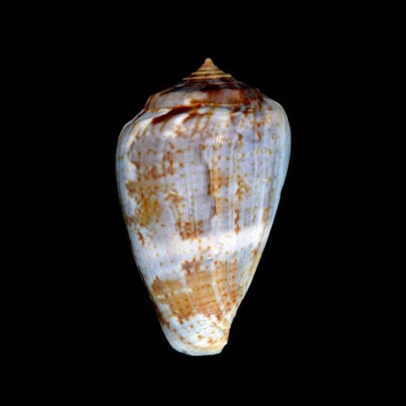 papilliferus