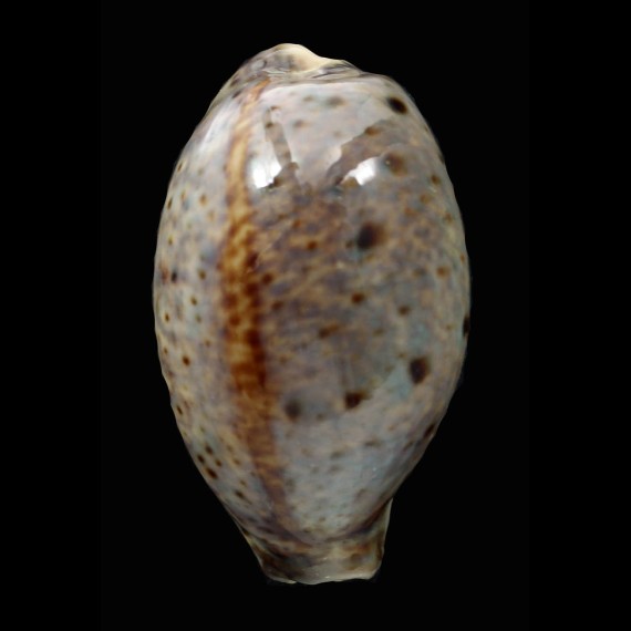 lynx vanelli 66,5mm