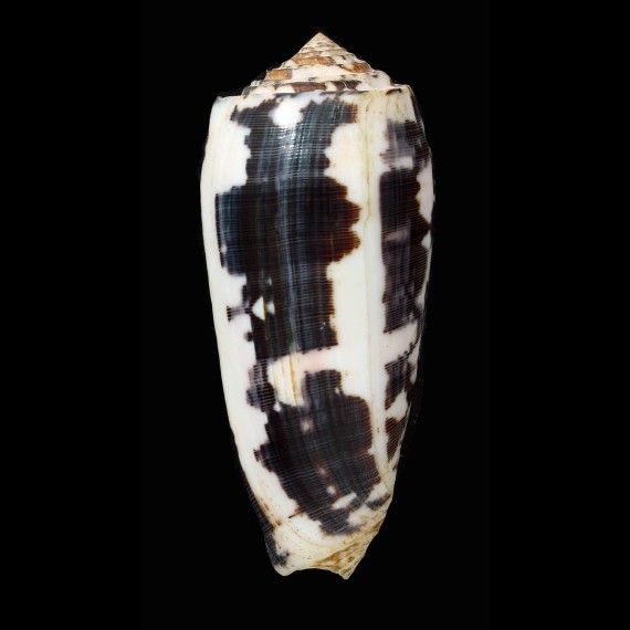 striatus 100,5mm