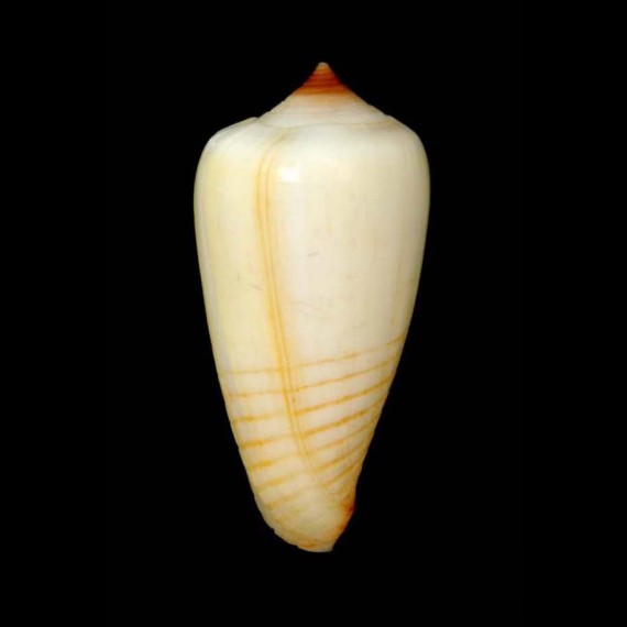 parius