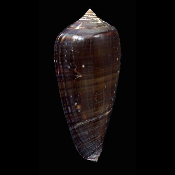 cinereus gubba 45,6mm RARE