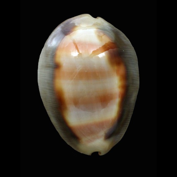 ventriculus 53,4mm